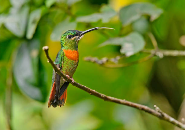 istock Gould's jewelfront hummingbird perching on a branch 1905318953