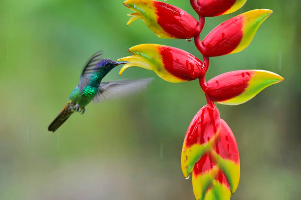 istock Golden-Tailed Sapphire Hummingbird extracting nectar from a heliconia flower 1905319467