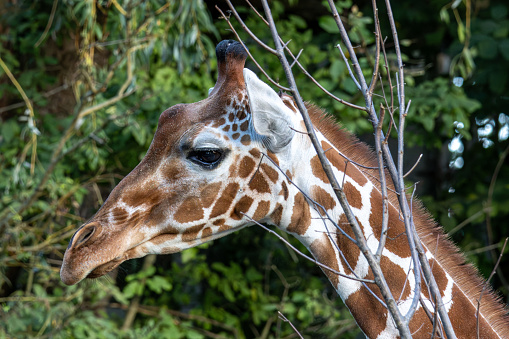 The giraffe, Giraffa camelopardalis is an African even-toed ungulate mammal, the tallest of all extant land-living animal species, and the largest ruminant.