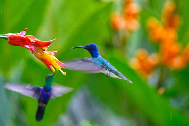 A White-Necked Jacobin hummingbird is seen with a Golden-Tailed Sapphire Hummingbird in this photo.  Both hummingbirds are in flight near a yellow and red flower.  The Golden-Tailed Sapphire is motion blurred in this photo.  The focus on the Jacobin is very sharp.  Orange flowers can be seen in the background.
