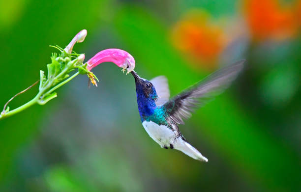 istock White-Necked Jacobin hummingbird at a pink and white flower 1905321022