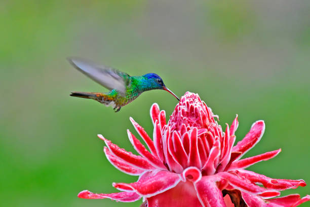 istock Golden-Tailed Sapphire Hummingbird extracting nectar from a pink and white flower 1905321534