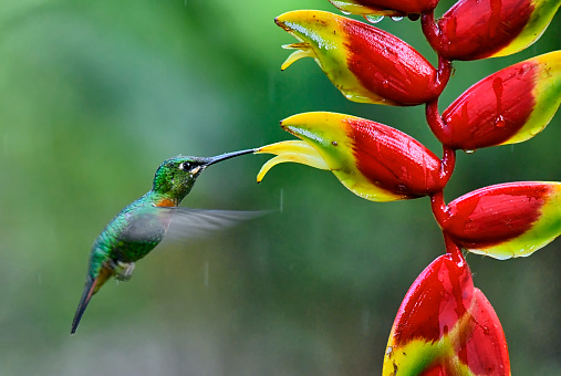 A Gould's jewelfront Hummingbird is seen extracting nectar from a heliconia flower.  The bird is in flight near the flower.  The beak in in the flower.  There are water droplets hanging from the flower in different locations.  The rain can be seen falling in the background.  Very small water droplets can be seen on the head and beak of this colorful and small hummingbird.