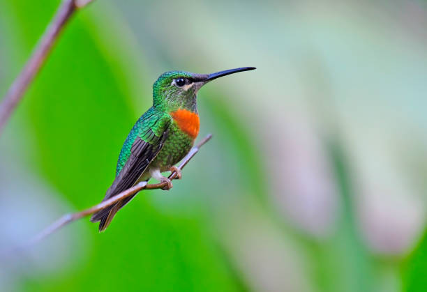 istock Gould's jewelfront hummingbird perching on a branch 1905323079