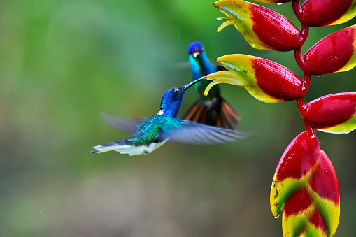 White-Necked Jacobin hummingbird with a Golden-Tailed Sapphire Hummingbird
