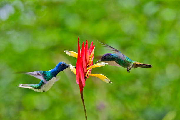 istock White-Necked Jacobin hummingbird with a Golden-Tailed Sapphire Hummingbird 1905325664