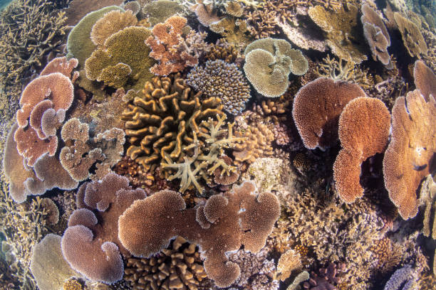 istock Corals at the Great Barrier Reef 1905325669