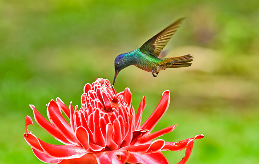 Golden-Tailed Sapphire Hummingbird extracting nectar from a red and white flower