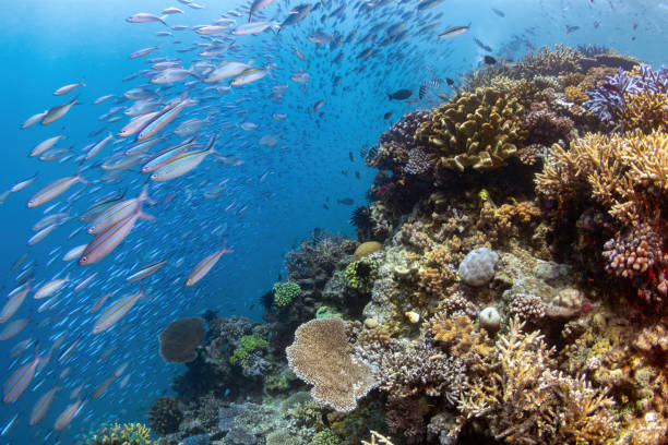 Fusiliers at the Great Barrier Reef