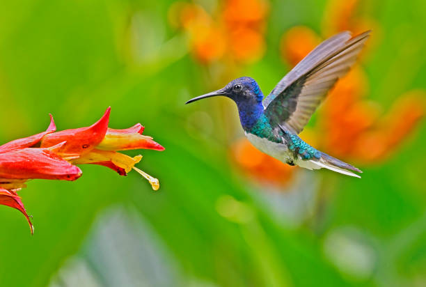 istock White-Necked Jacobin hummingbird at a red and white flower 1905329292