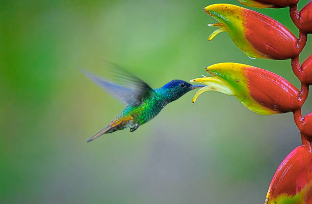 istock Golden-Tailed Sapphire Hummingbird extracting nectar from a heliconia flower 1905329806