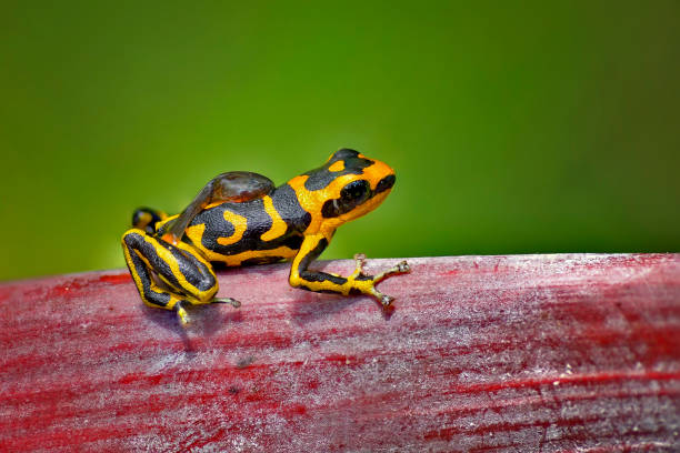istock Ranitomeya Summersi 
