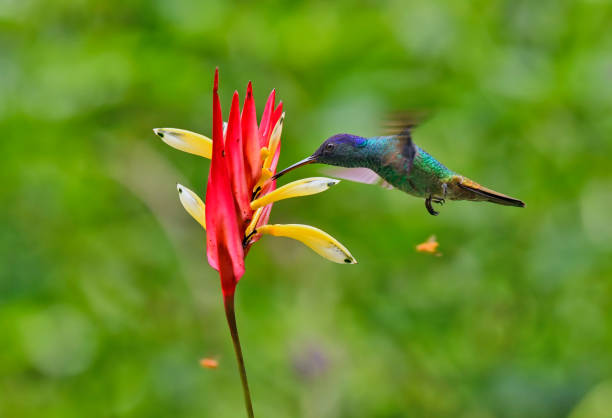 istock Golden-Tailed Sapphire Hummingbird extracting nectar from a yellow and red flower 1905330332