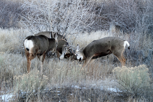 Three Mule Deer Bucks fighting for mating dominance.