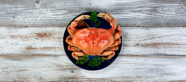 Top view or flat lay of a single cooked large Dungeness crab on dark blue plate with white wooden table underneath