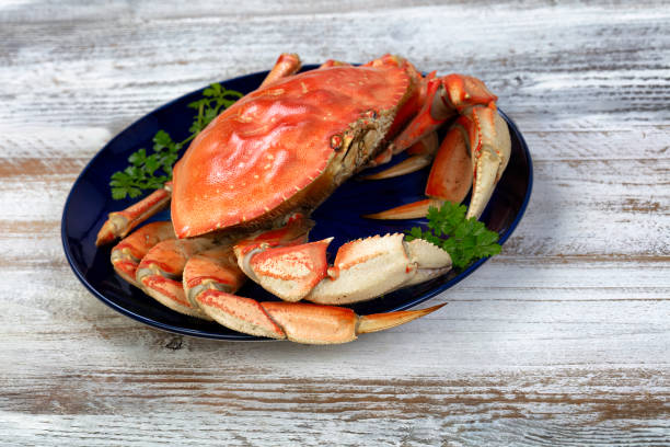 istock Close up of a large single cooked Dungeness crab inside dark blue plate 1905334471