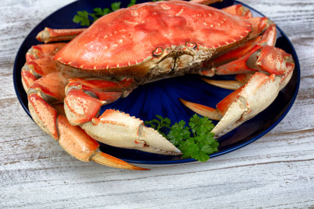 istock Close up front view of a single cooked large Dungeness crab and dark blue plate 1905334473