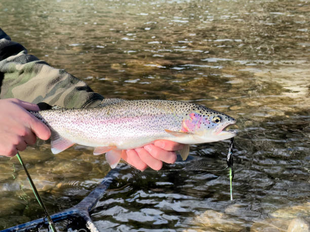 istock Fishermen holding colorful native wild rainbow trout with river in background 1905334478
