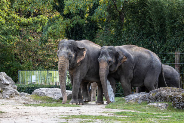 istock The Asian elephant, Elephas maximus also called Asiatic elephant 1905339069