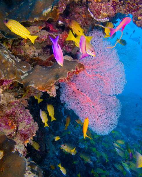 Tropical Reefscape with fan corals and colourful fish
