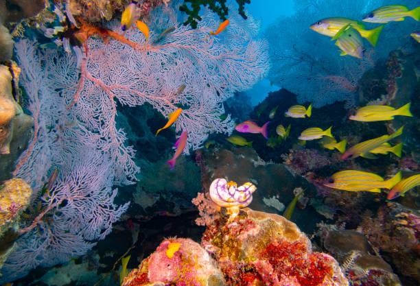 istock Tropical Reefscape with fan corals and colourful fish 1905341660