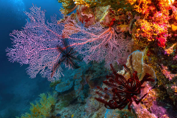 Underwater photograph featuring fan (gorgonian) corals at Milln Reef, Great Barrier Reef