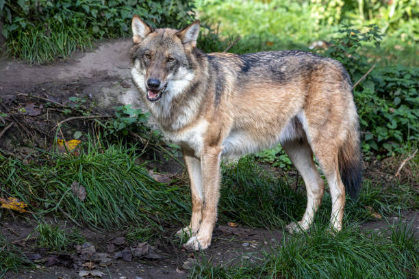 istock European Grey Wolf, Canis lupus in a german park 1905345812