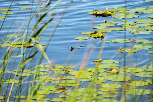 istock Slow worm Anguis fragilis swimming in a lake.. 1905348364