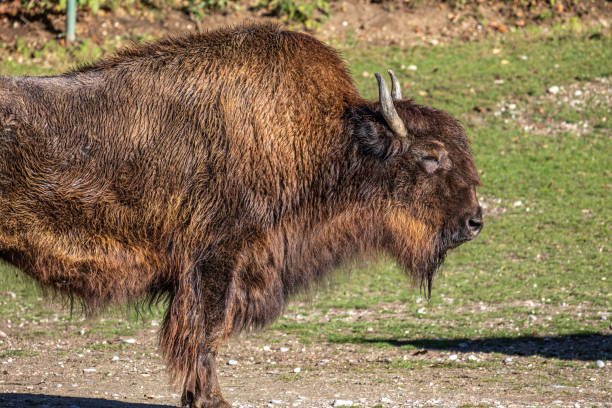 Bison in Yellowstone National Park