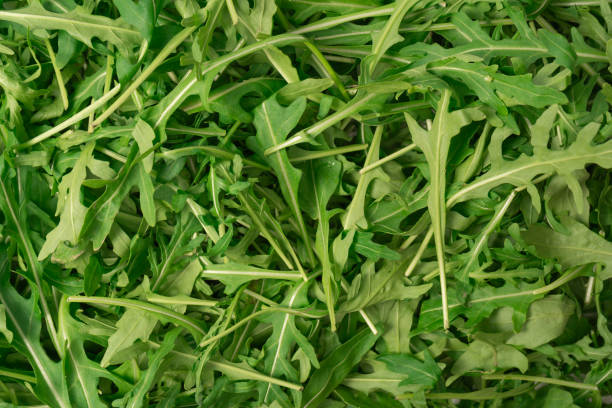 Fresh leaves of arugula as a background.