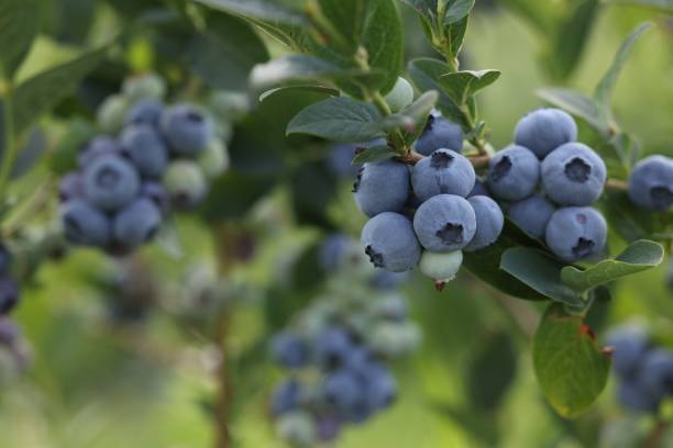 istock Wild blueberries growing outdoors, closeup and space for text. Seasonal berries 1905368040