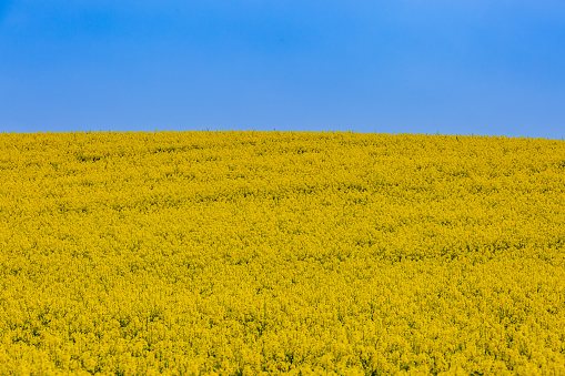 A clear blue sky overhead a field of oilseed rape growing in Sussex