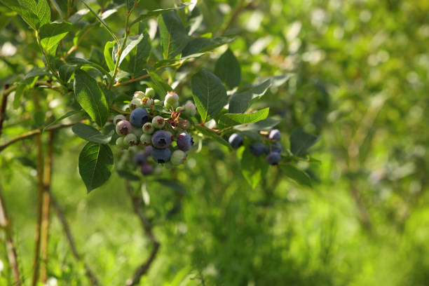 istock Wild blueberries growing outdoors, space for text. Seasonal berries 1905372200
