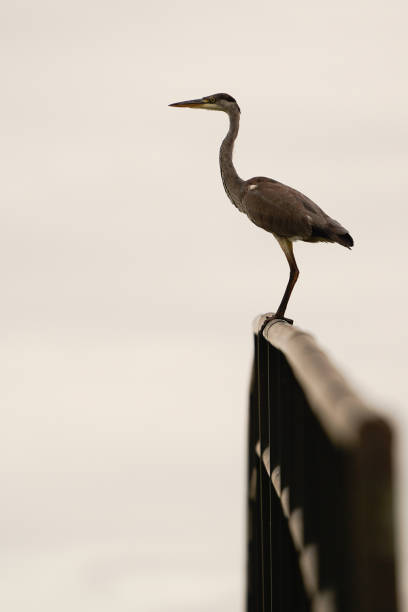 A juvenile A grey heron (Ardea cinerea) standing on a bridge