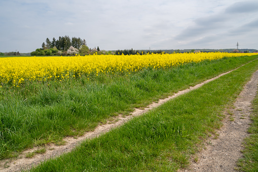 Country road with a yellow blooming rapeseed field in spring