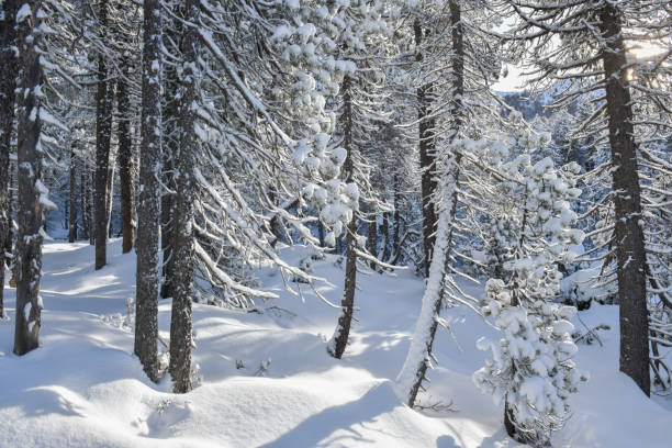 Winter Scandinavian forest after heavy snowfall, Norway
