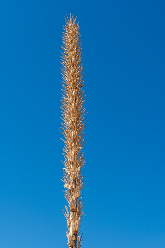 Stalk of a Common Sotol in the Desert in the Guadalupe Mountains National Park in Texas