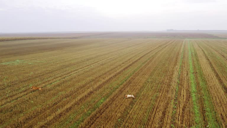 Drone follows three adorable hunter dogs running through cultivated field