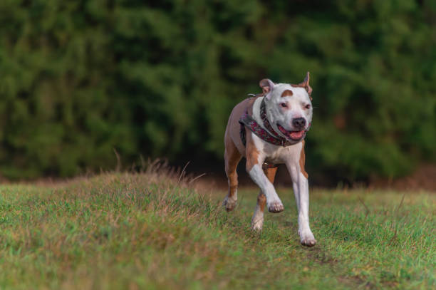 istock Running pitbull dog on green grass meadow in winter day 1905413001