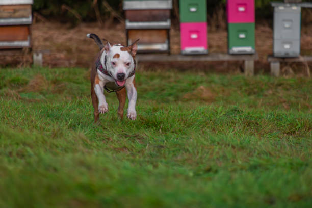 Running pitbull dog on green grass meadow in winter cloudy day