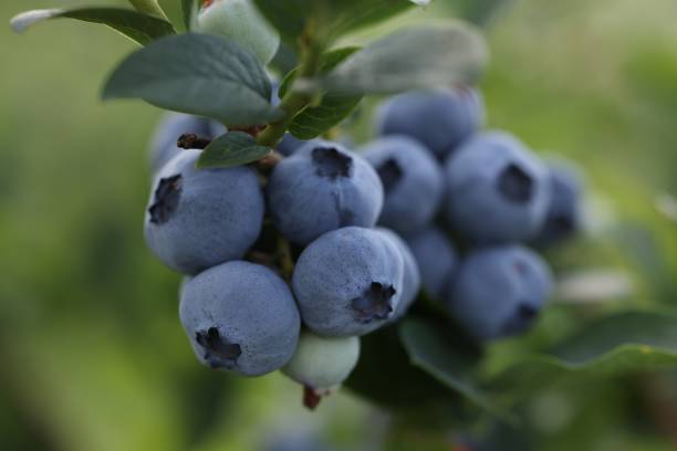 istock Wild blueberries growing outdoors, closeup. Seasonal berries 1905421274
