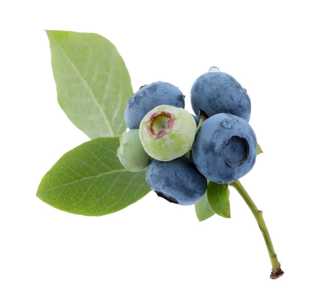 istock Twig with tasty blueberries and leaves isolated on white 1905421807
