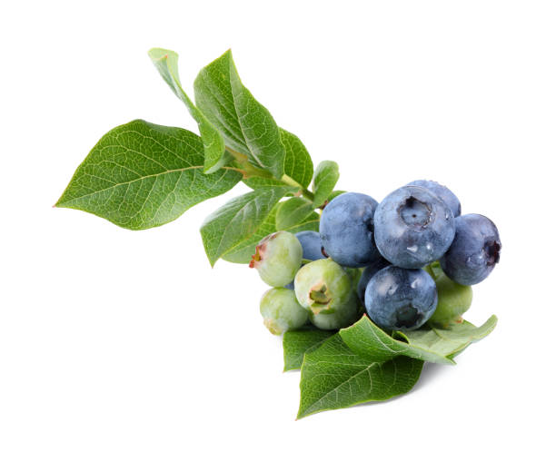 istock Twig with tasty blueberries and leaves isolated on white 1905422313