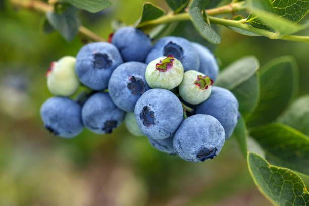 istock Wild blueberries growing outdoors, closeup. Seasonal berries 1905423353