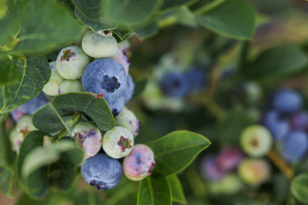 istock Wild blueberries growing outdoors, closeup and space for text. Seasonal berries 1905423512