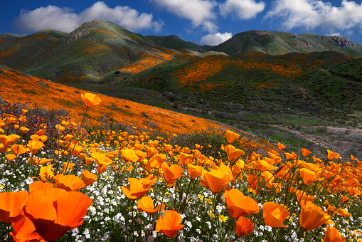 The interplay of clouds and light in this dramatic sky make for a constantly changing tapestry of poppies, white popcorn-flower, and phacelia near Lake Elsinore in Southern California