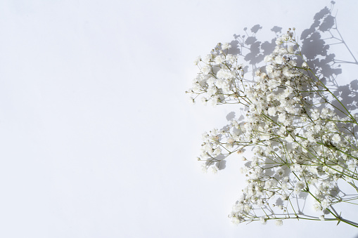 wedding or mothers day background, gypsophilum over white background