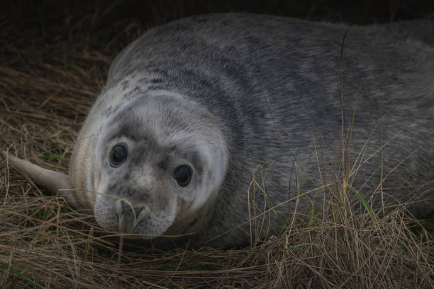 istock Cute young grey seal on the british coast 1905444785