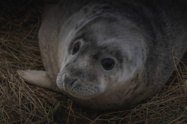 istock Grey seal pup resting on the grass 1905445820