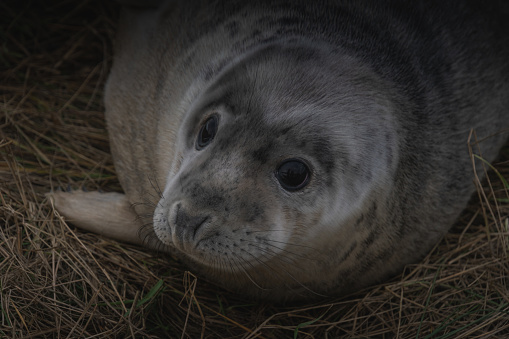 Grey seal pup resting on the grass